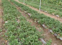 સાબરકાંઠામાં સ્ટ્રોબેરીની સફળ ખેતી કરીને આર્થિક સધ્ધરતા મેળવતા પ્રગતિશીલ ખેડૂત કરશનભાઇ પટેલ 