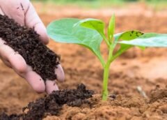 ઓર્ગેનિક ખેતી અને પ્રાકૃતિક ખેતી તદ્દન વિપરીત અભિગમ