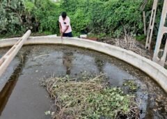 જીવામૃત, બીજામૃત અને વિવિધ અસ્ત્રો; જમીનને સમૃદ્ધ બનાવવા અને પાક સંરક્ષણ માટેના અગત્યના સ્ત્રોત