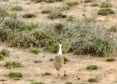 વન્યજીવ સંરક્ષણ ક્ષેત્રે ગુજરાતને ઐતિહાસિક સફળતા -કચ્છમાં એક દાયકા બાદ ગ્રેટ ઈન્ડિયન બસ્ટર્ડ’ ઘોરાડના બચ્ચાનો જન્મ -આગમન :વન અને પર્યાવરણ મંત્રી અર્જુન મોઢવાડીયા